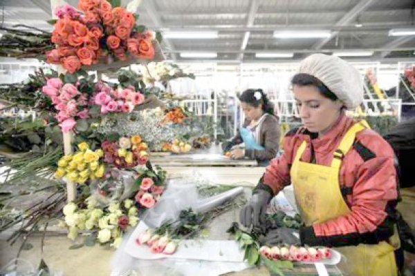 Vânzările online de flori pentru Valentine's Day, estimate la 3 mil. euro
